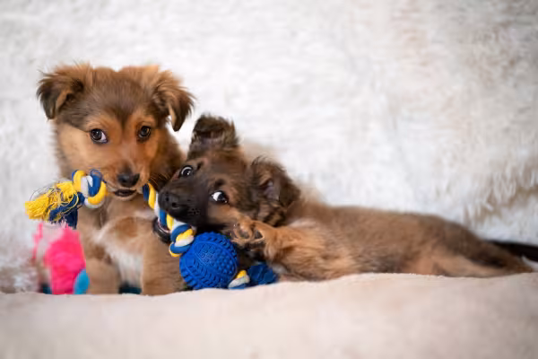 dois filhotes de cachorro brincando