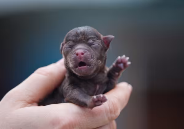Filhote de cachorro recém-nascido na mão de humano