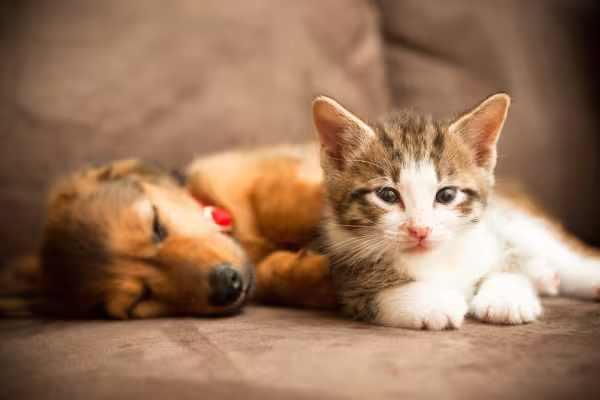 cachorro filhote ao lado de gato