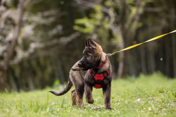 cachorro filhote passeando