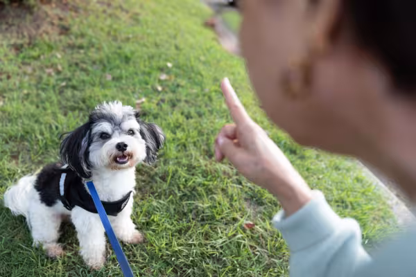 filhote de cachorro olhando para comando de humano