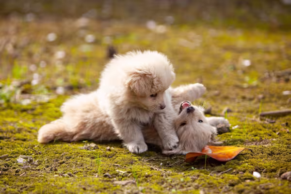 filhotes de cachorro brincando