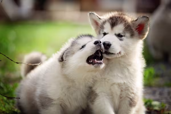 dois filhotes de cachorro lado a lado