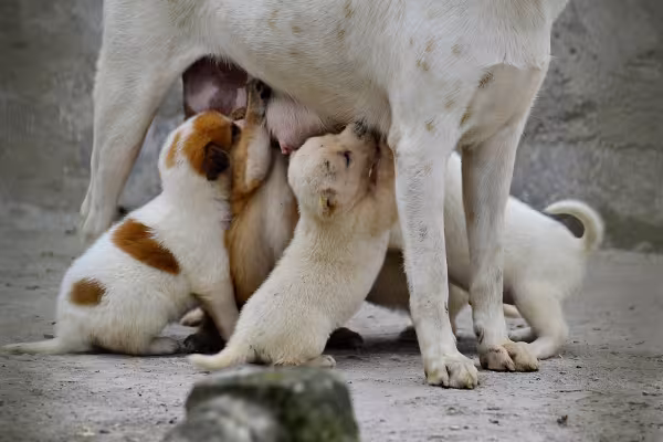 filhotes de cachorro mamando na mãe cadela