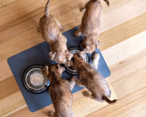 filhotes de cachorro comendo ração