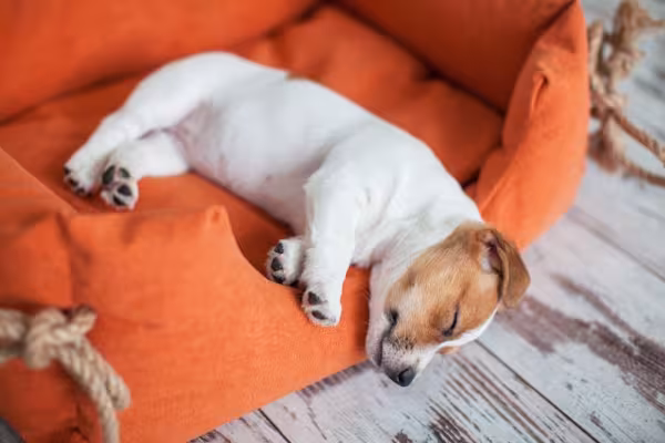 filhote de cachorro dormindo 