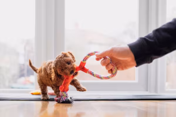 filhote de cachorro brincando 