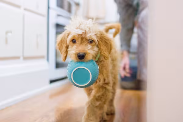 filhote de cachorro com bolinha na boca