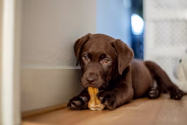 filhote de cachorro com petisco na boca