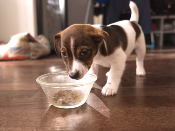 filhote de cachorro comendo