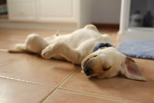 filhote de cachorro dormindo de barriga para cima