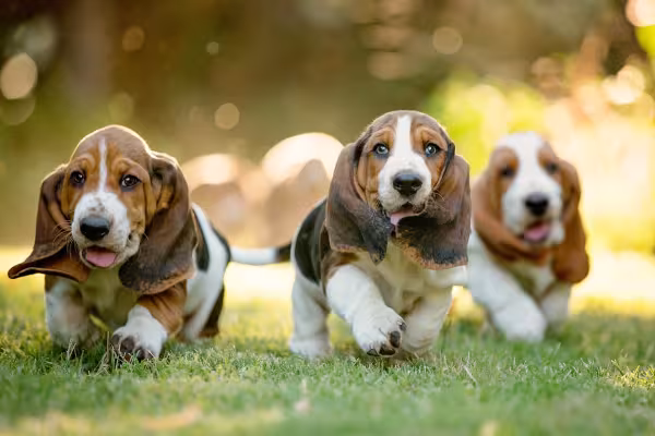 filhotes de cachorro Basset Hound