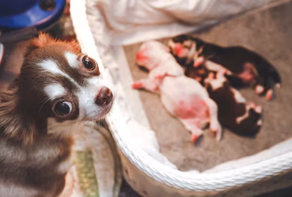 filhotes de cachorro ao lado da mãe