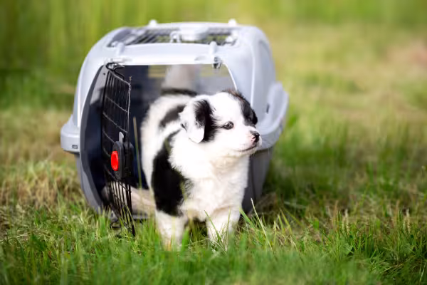 filhote de cachorro dentro de transporte