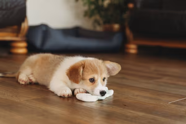 filhote de cachorro com meia na boca
