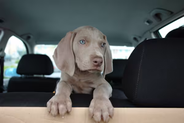 filhote de cachorro cinza dentro de carro