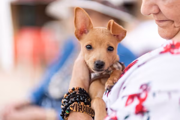 filhote de cachorro no colo 