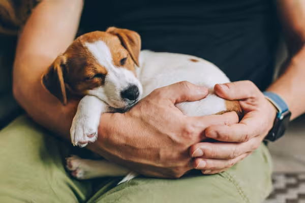 filhote de cachorro dormindo