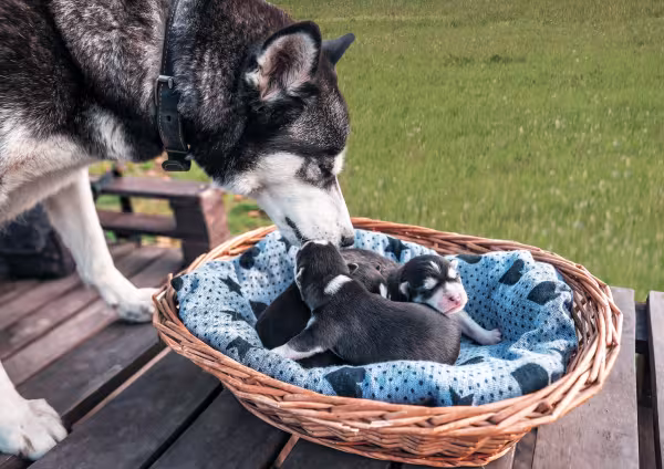 filhote de cachorro ao lado de mãe