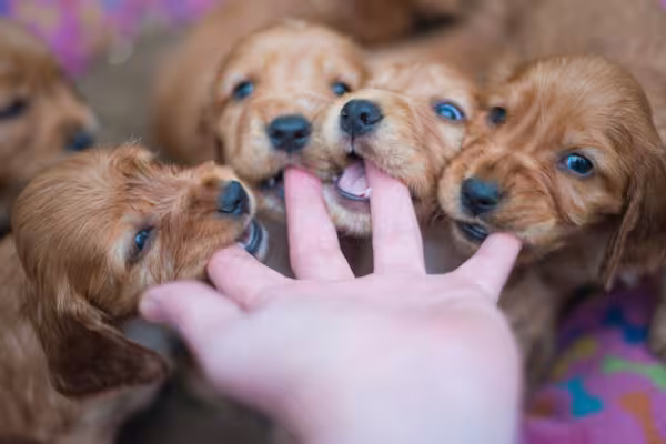 filhotes de cachorro mordendo mão humana