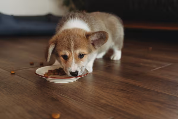 Filhote de cachorro da raça Corgi comendo