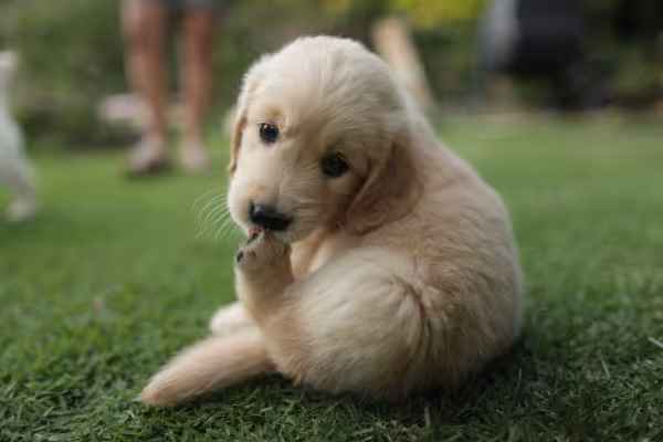 filhote de cachorro ao ar livre