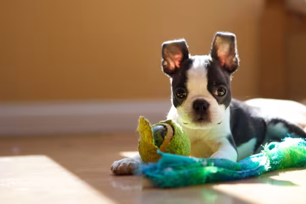 filhote de cachorro com urso de pelúcia 