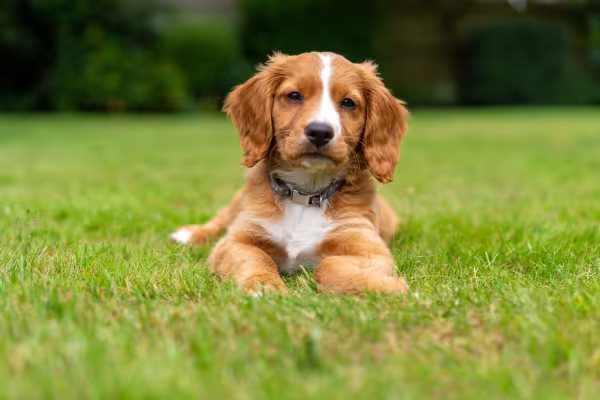 filhote de cachorro ao ar livre