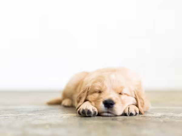 filhote de cachorro dormindo