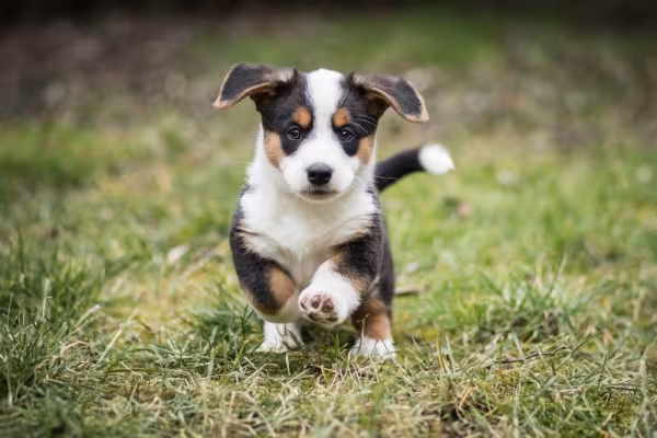 filhote de cachorro correndo