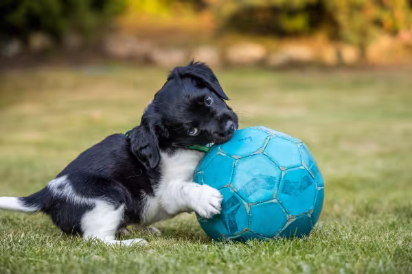filhote de cachorro brincando com bola de futebol