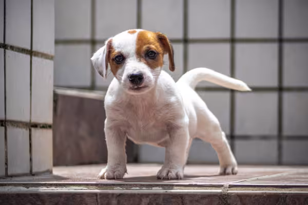 filhote de cachorro em pé