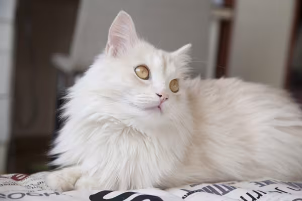 gato angorá branco deitado