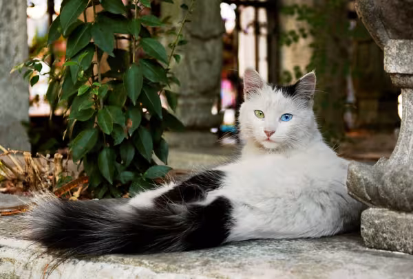 gato angorá preto e branco deitado no chão