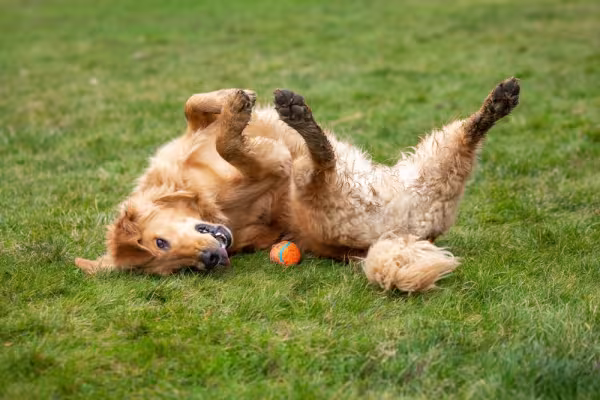 golden retriever deitado na grama feliz