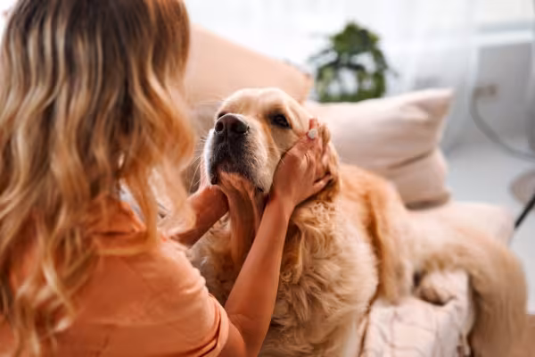 golden retriever olhando para dona