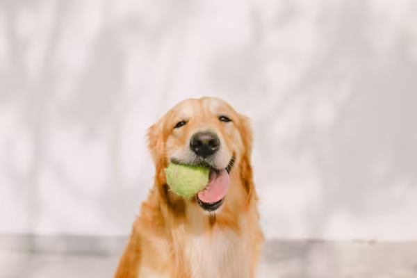 golden retriever com bolinha na boca