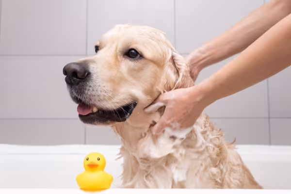 golden retriever tomando banho