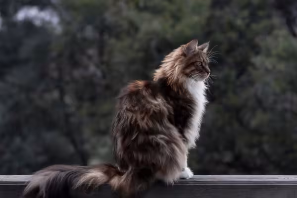 Maine Coon sentado