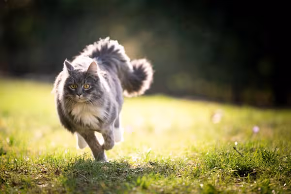 Maine Coon correndo