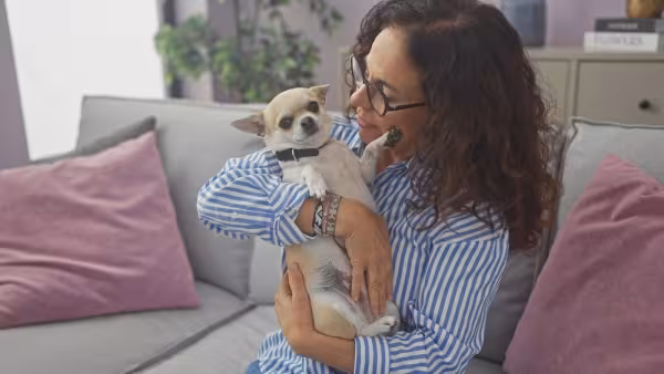 Chihuahua no colo de mulher