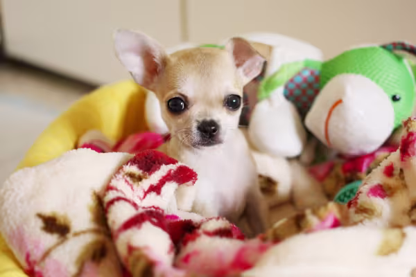 menor cachorro do mundo deitado na cama