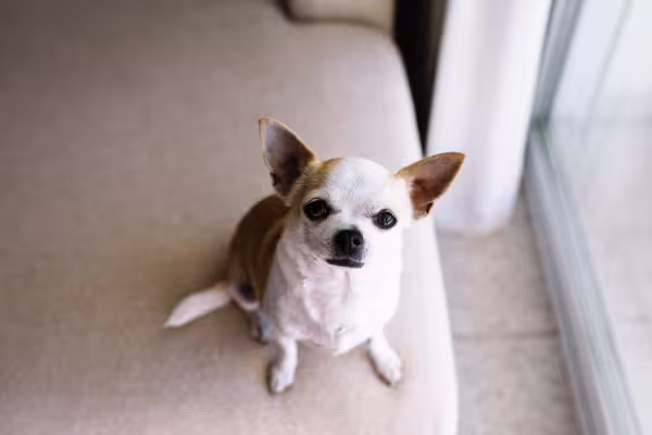 Chihuahua sentado no sofá