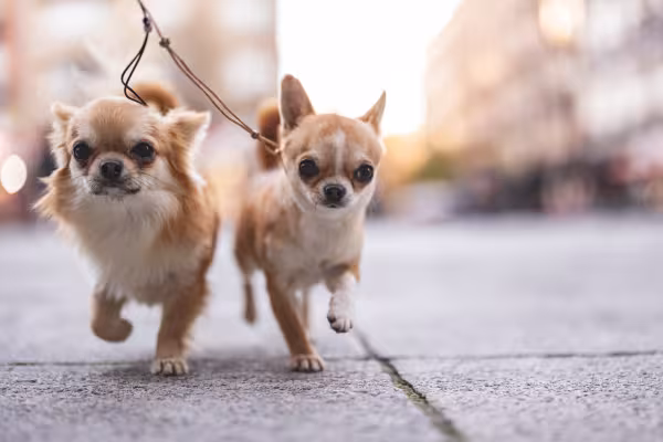 dois Chihuahua passeando de coleira