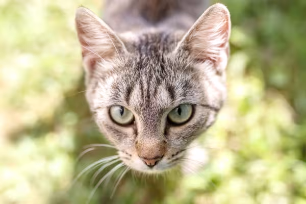 gato cinza de olho verde