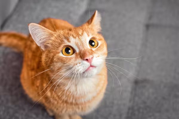 gato laranja de olho amarelo