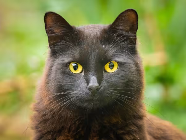 gato preto de olho amarelo