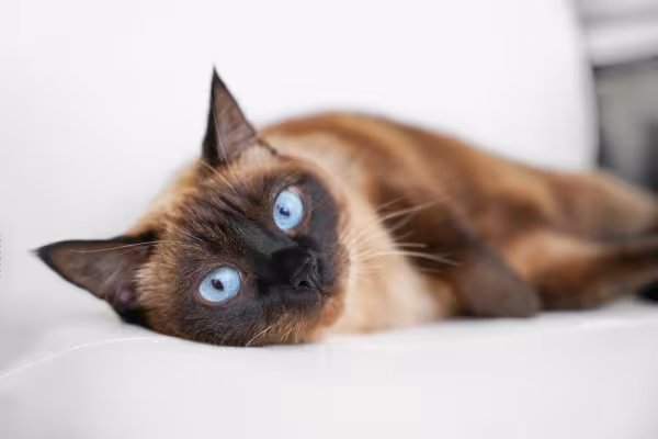 gato siamês de olho azul