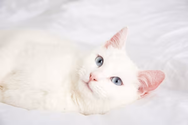 gato branco de olho azul deitado