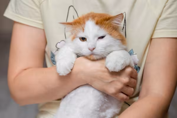 gato com um olho fechado e outro aberto